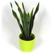 Sansevieria + Cachep Verde Limo